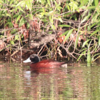 Blue-billed Duck